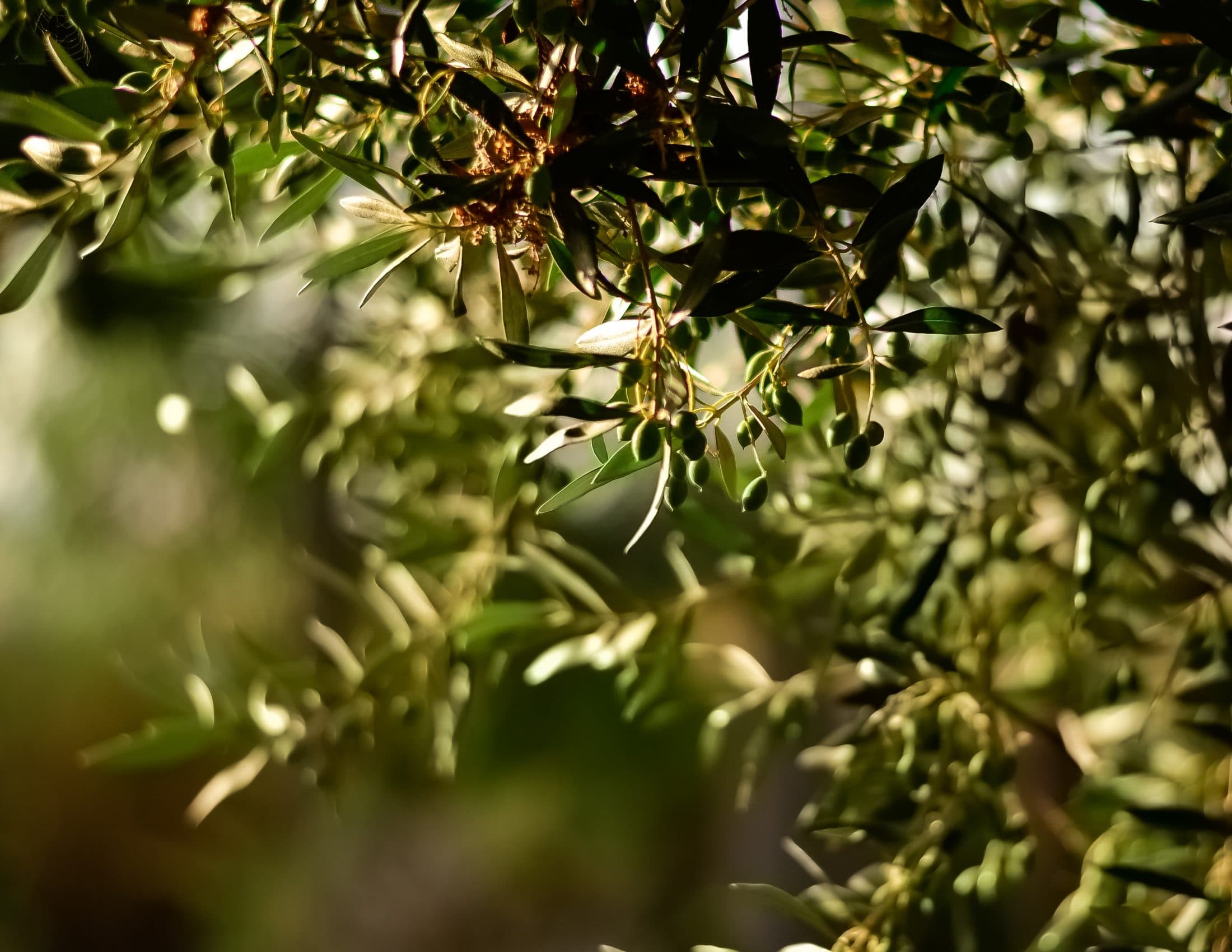 Gün ışığında zeytin dalları